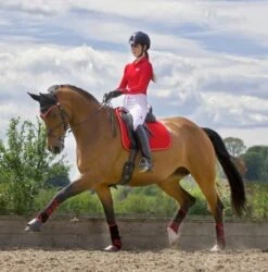 Woof Wear GP Saddle Cloth Colour Fusion (Royal Red) -Professional Equestrian Shop 10210d