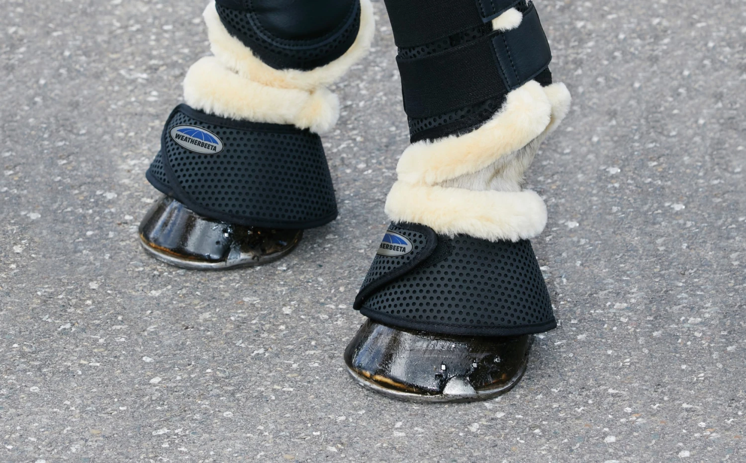 Weatherbeeta Pure Wool Trim Bell Boots (Black) 1 Weatherbeeta Pure Wool Trim Bell Boots (Black)