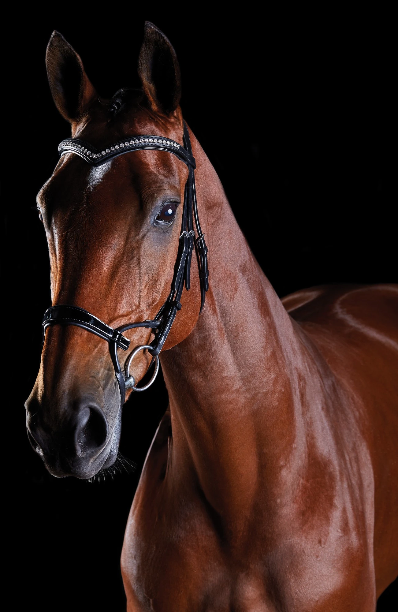 Collegiate Comfitec Patent Bridle (Black) 1 Collegiate Comfitec Patent Bridle (Black)