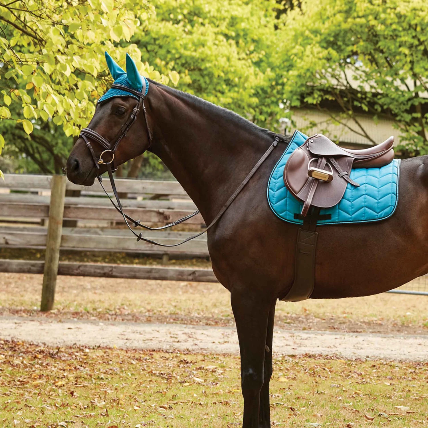 Collegiate Anatomic Girth (Black) 3 Collegiate Anatomic Girth (Black) - Image 3