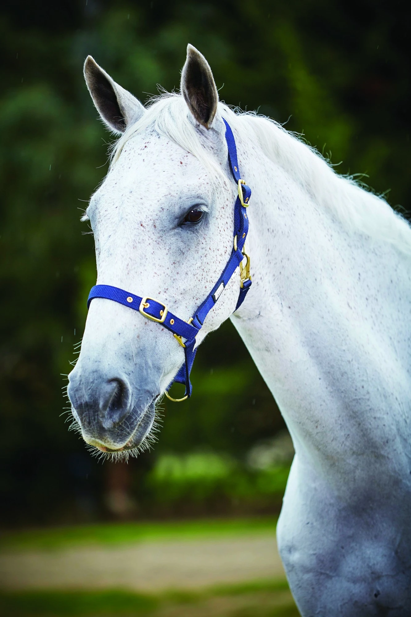 Roma Adjustable Quick Clip Headcollar (Navy) 1 Roma Adjustable Quick Clip Headcollar (Navy)
