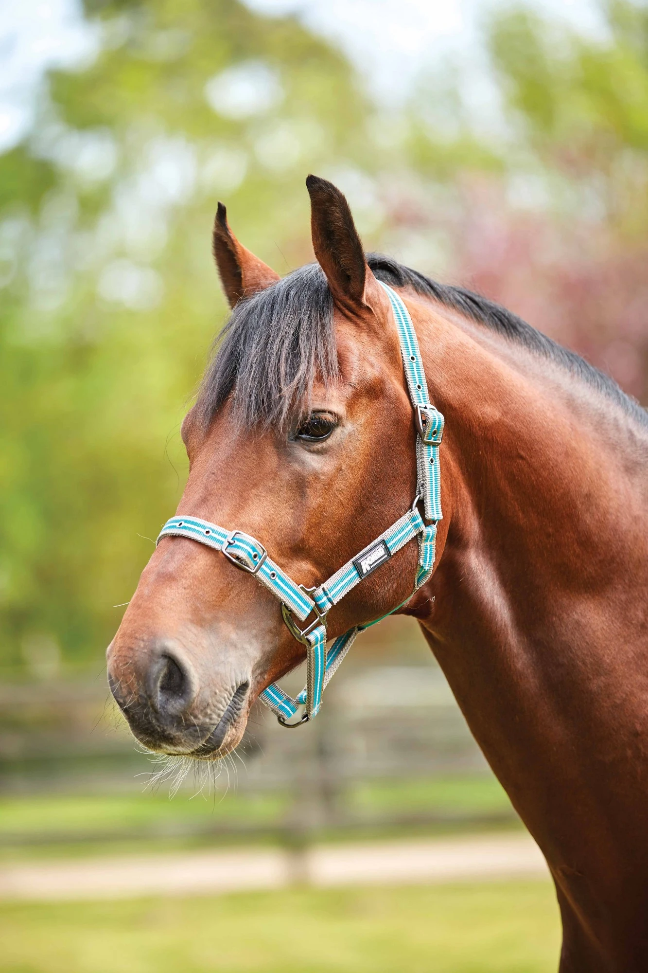 Roma Stripe Headcollar (Grey/Peach/Turquoise) 1 Roma Stripe Headcollar (Grey/Peach/Turquoise)