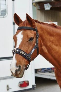 Kincade Coordinate Lunge Cavesson (Black) -Professional Equestrian Shop 14157c