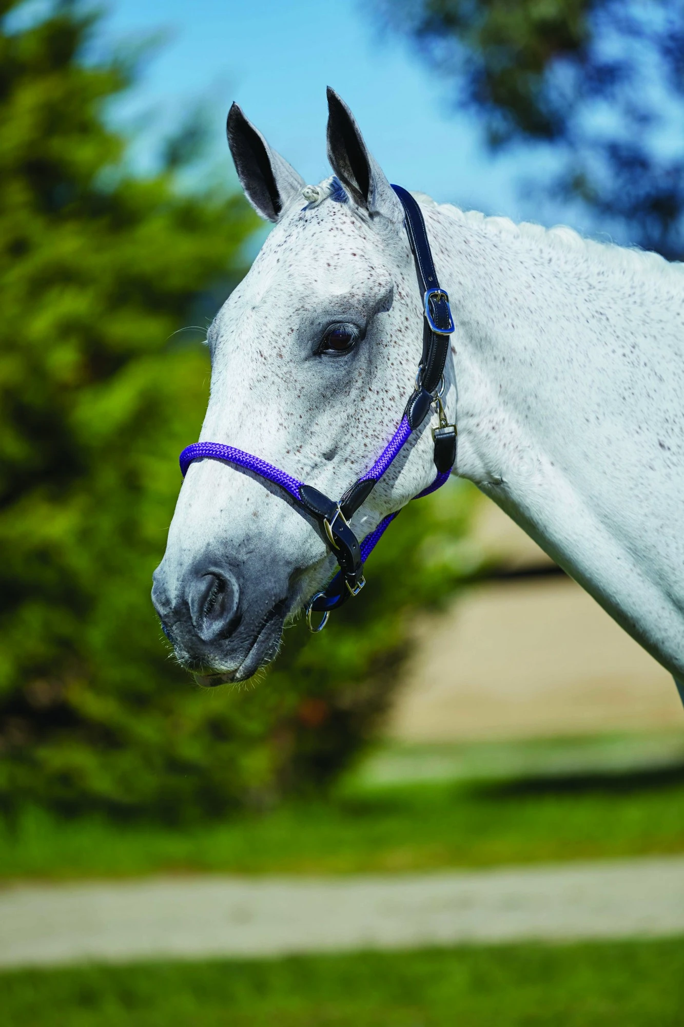 Kincade Leather Rope Headcollar (Purple/Black) 1 Kincade Leather Rope Headcollar (Purple/Black)