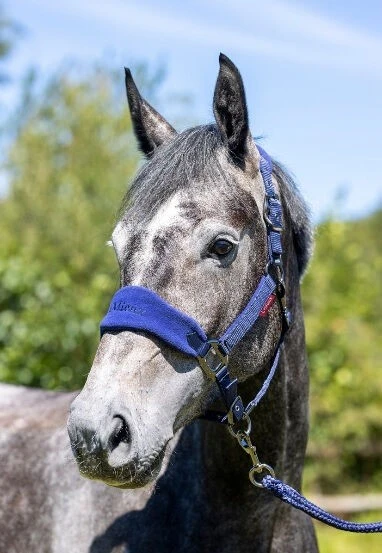LeMieux Vogue Fleece Headcollar & Leadrope (Ink Blue/Navy) 2 LeMieux Vogue Fleece Headcollar & Leadrope (Ink Blue/Navy) - Image 2