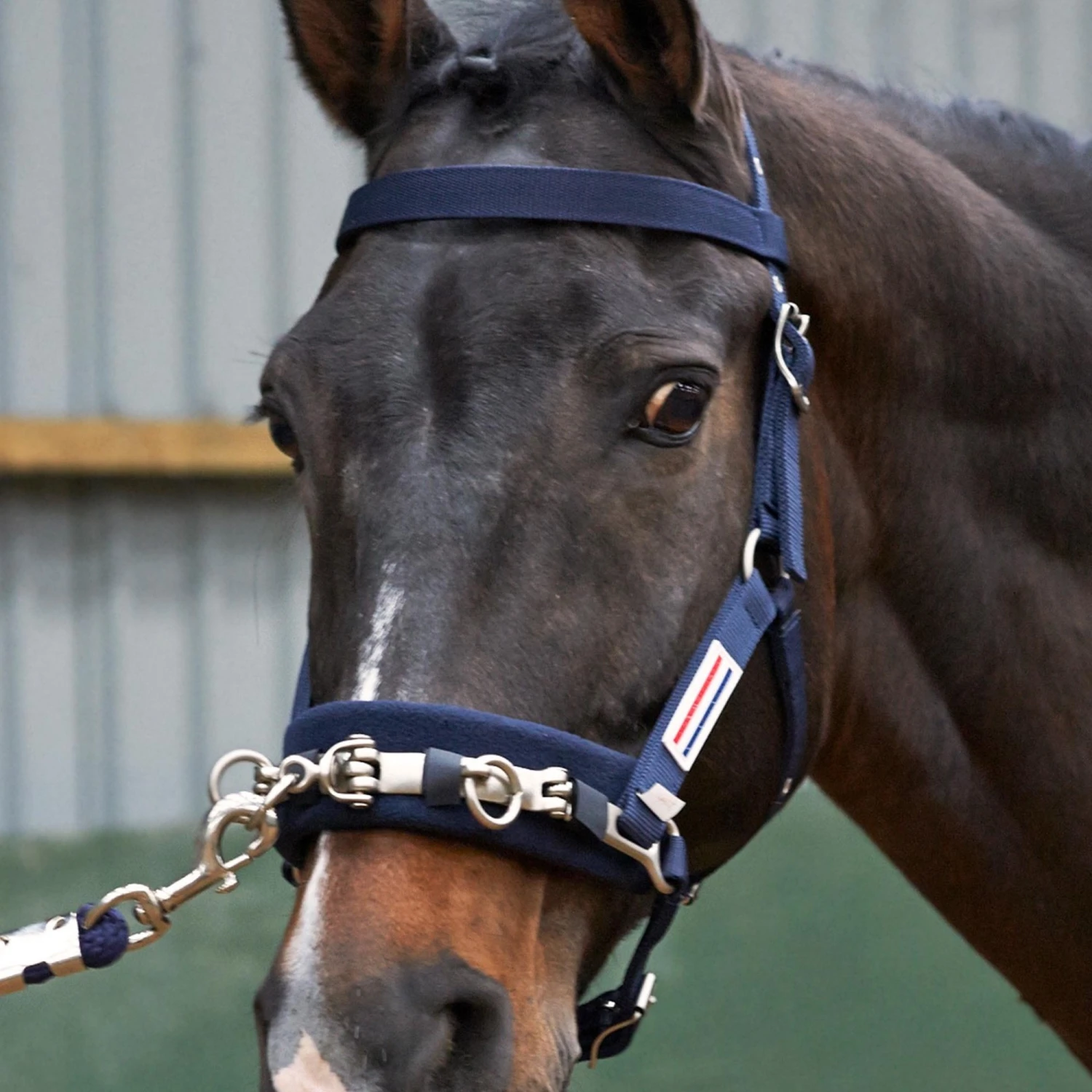 Whitaker Lunge Cavesson (Navy) 1 Whitaker Lunge Cavesson (Navy)